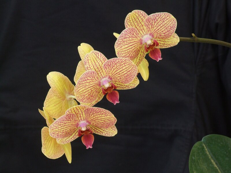 Yellow and red orchid flowers