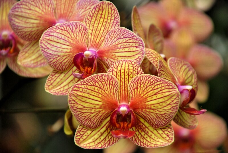 Yellow and Red Orchid — Natural, Photograph
