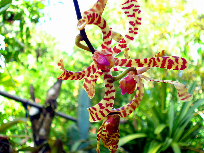 Yellow and Red Orchid — Natural