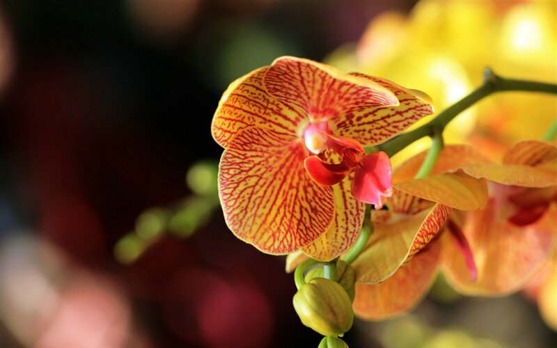 Yellow and Red Orchid — Serene