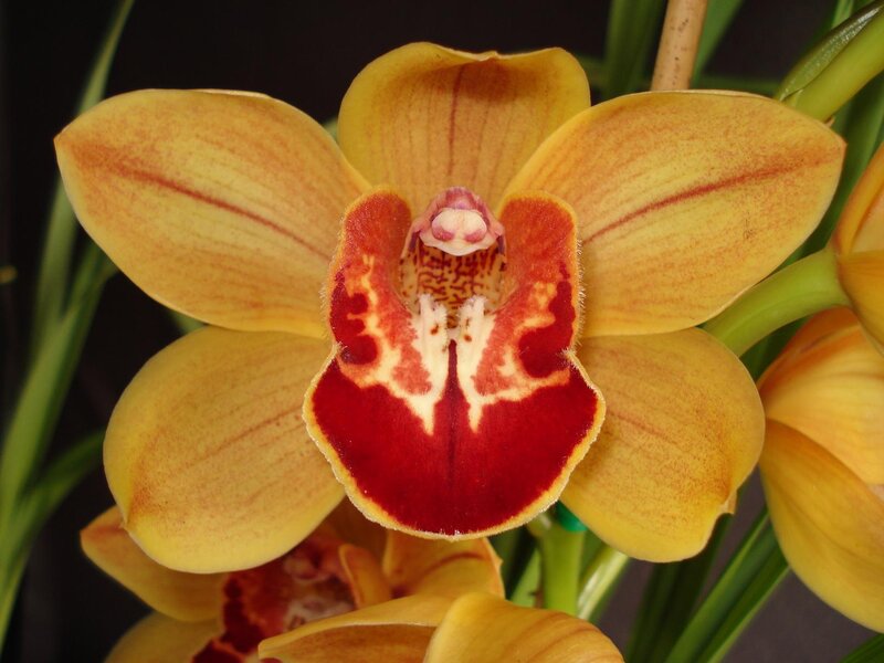Yellow and Red Orchid