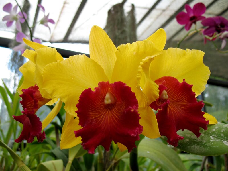 Yellow and Red Orchid — Vibrant