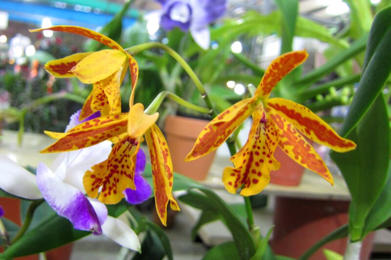 Yellow and Red Orchids