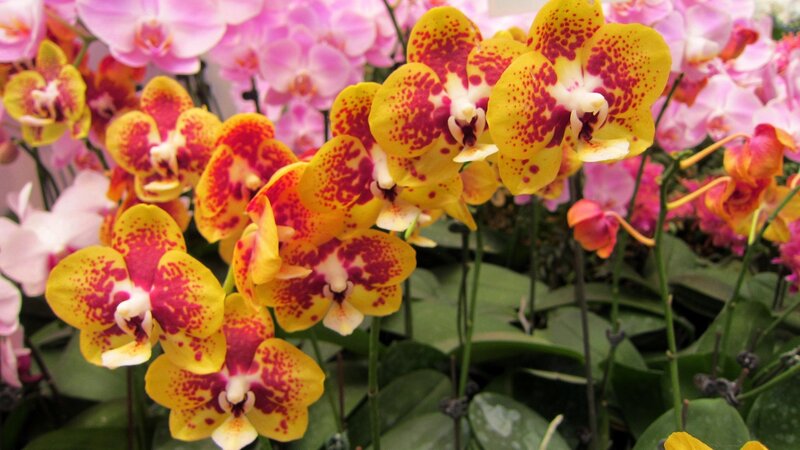 Yellow and Red Orchids — Vibrant