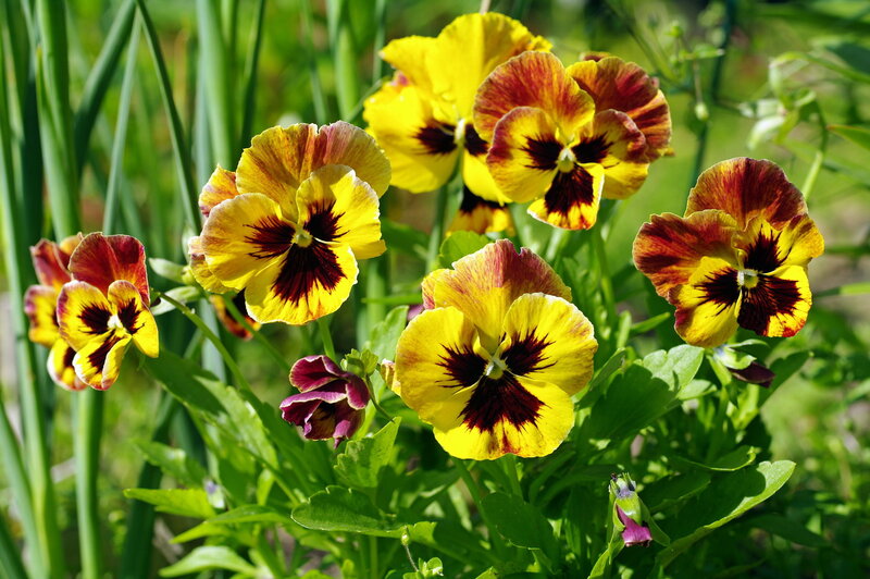 Yellow and Red Pansies — Bright