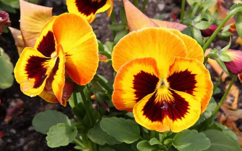 Yellow and Red Pansies