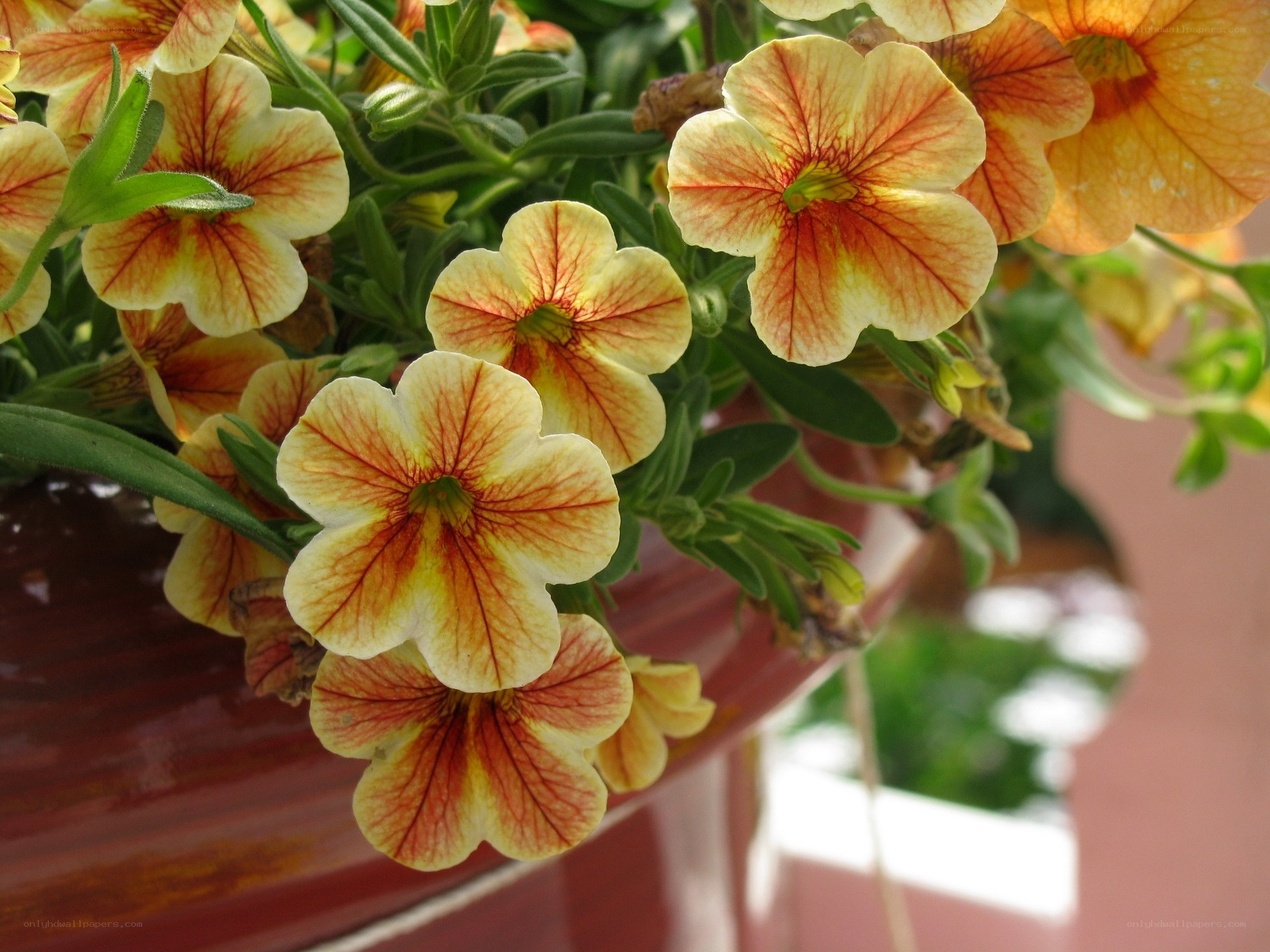 yellow and red petunias in a pot