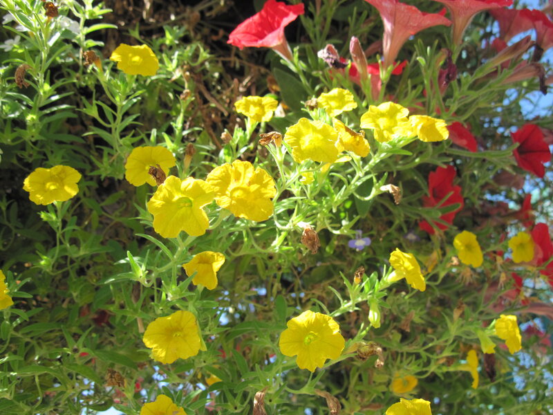 Yellow and Red Petunias