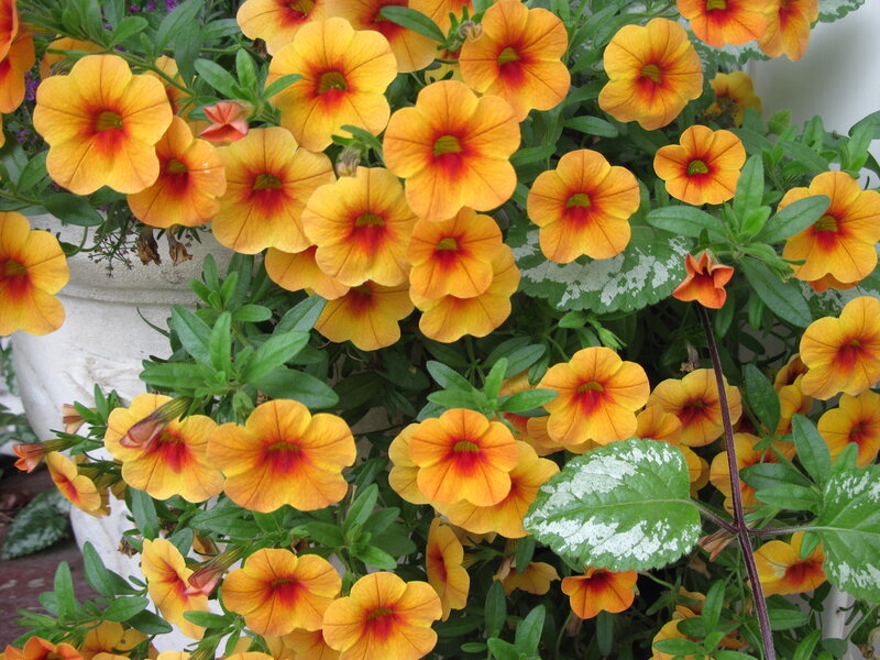 Yellow and Red Petunias — Vibrant