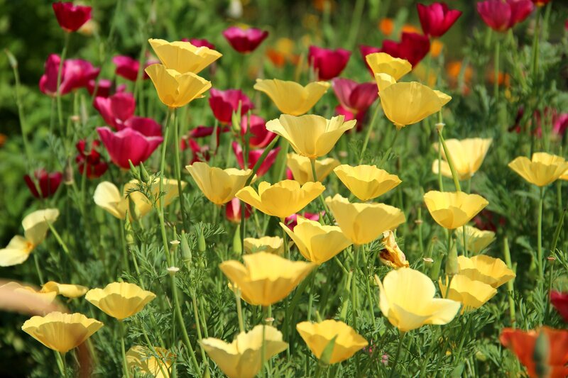 Yellow and Red Poppies
