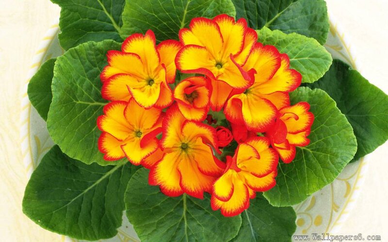 Yellow and Red Primrose