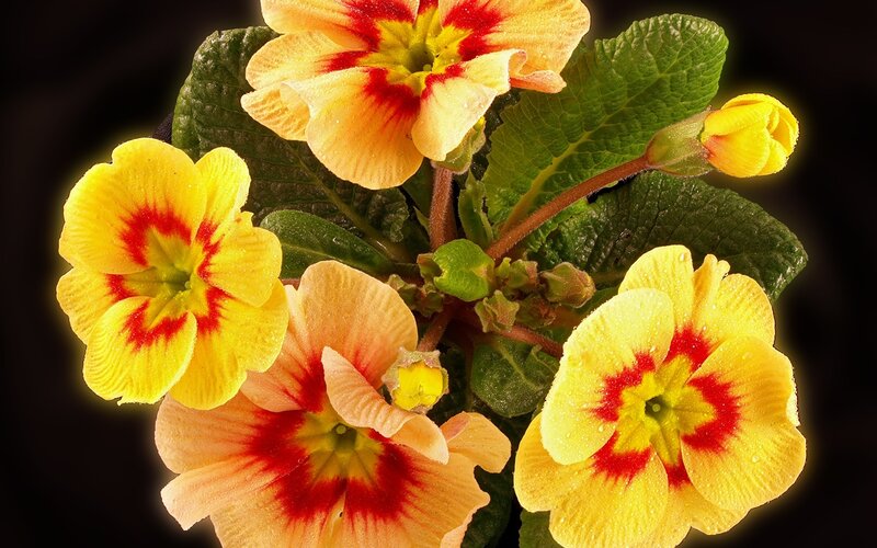 Yellow and Red Primroses