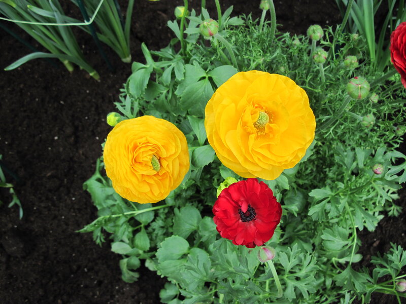 Yellow and Red Ranunculus — Calm