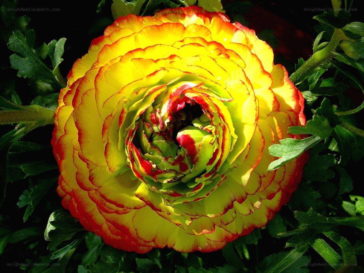 Yellow and red ranunculus flower