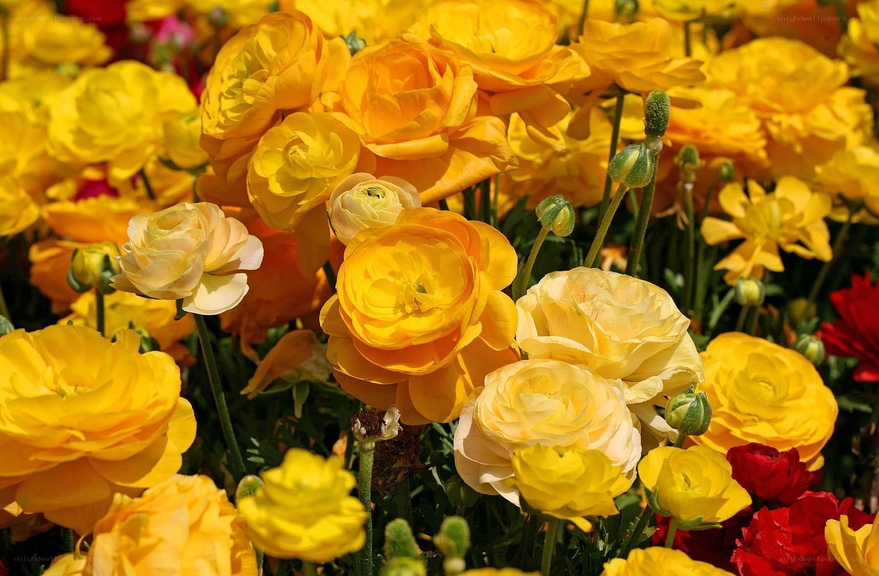 Yellow and red ranunculus flowers