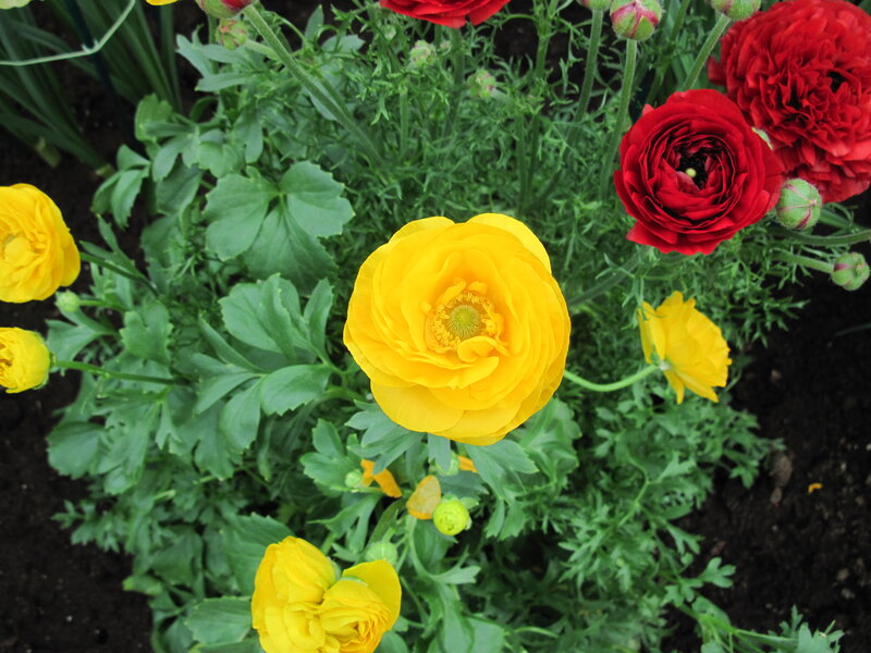 Yellow and Red Ranunculus — Natural