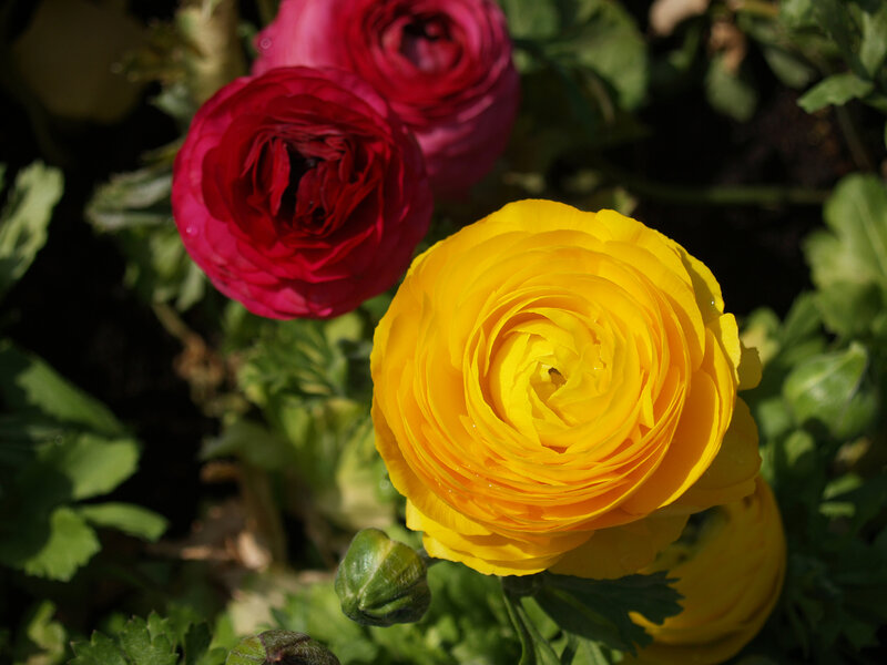Yellow and Red Ranunculus — Serene
