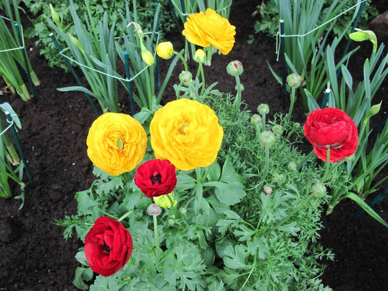 Yellow and Red Ranunculus