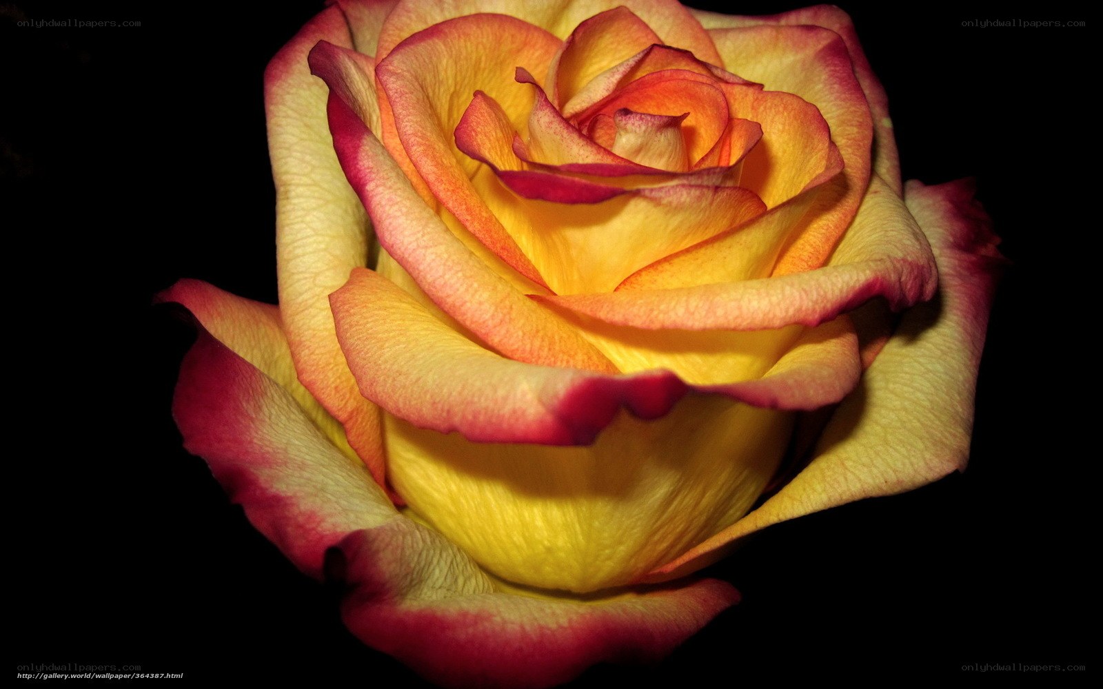 Yellow and red rose