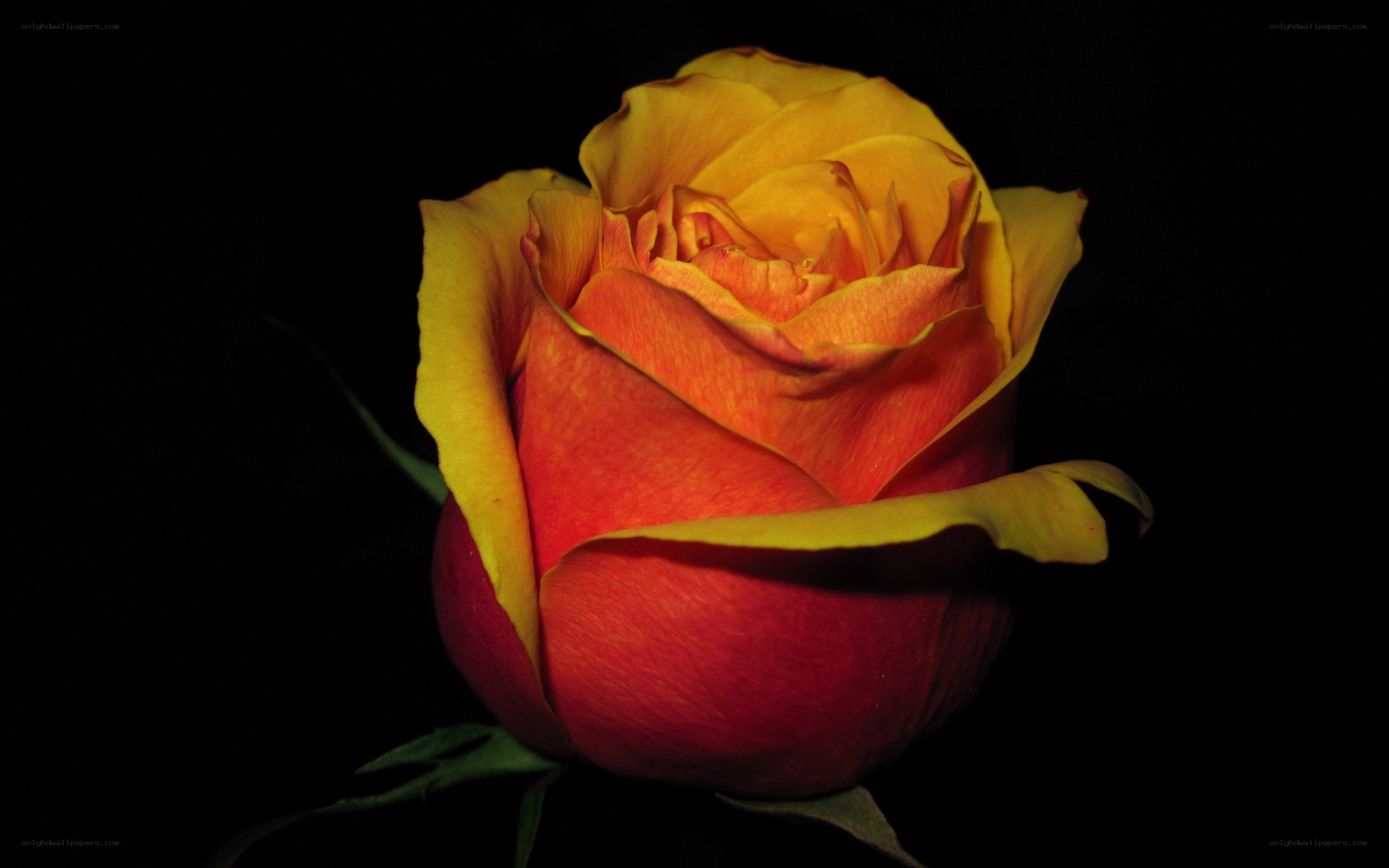 yellow and red rose