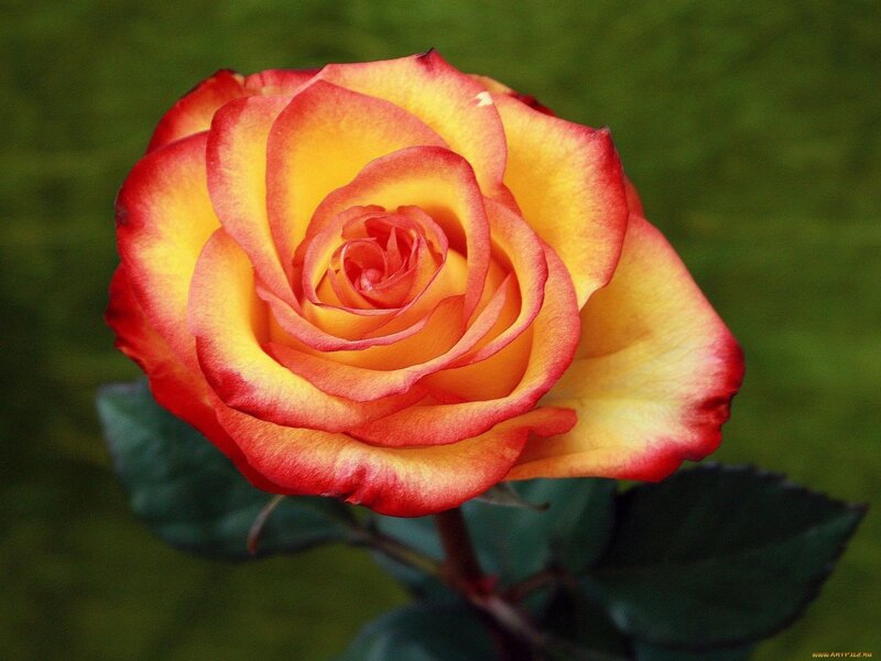 yellow and red rose