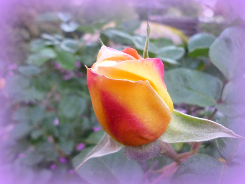 Yellow and Red Rose Bud