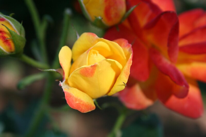 Yellow and red rose buds