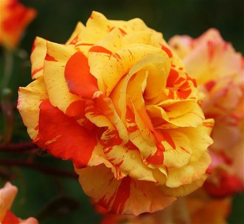 Yellow and Red Rose — Calm, Afternoon, Photograph, Flower