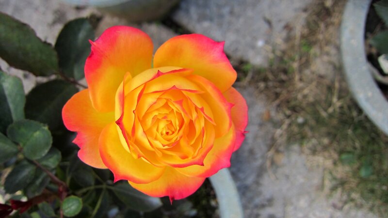 Yellow and Red Rose — Calm, Afternoon, Photograph, Leaves