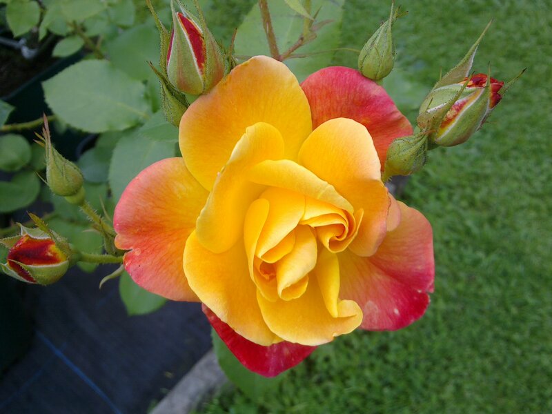 Yellow and Red Rose — Calm, Afternoon, Photograph