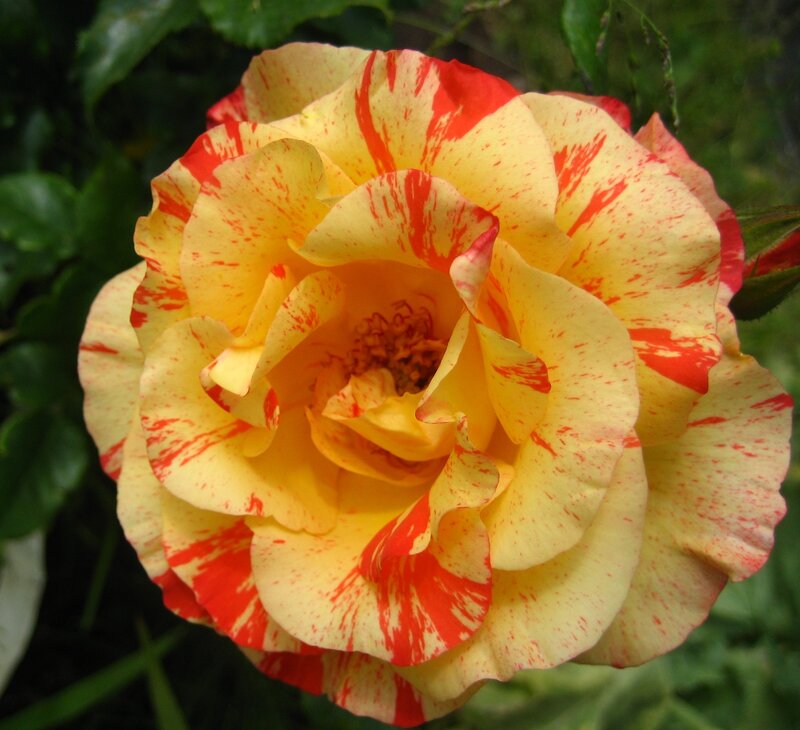 Yellow and Red Rose — Calm, Photograph, Flower