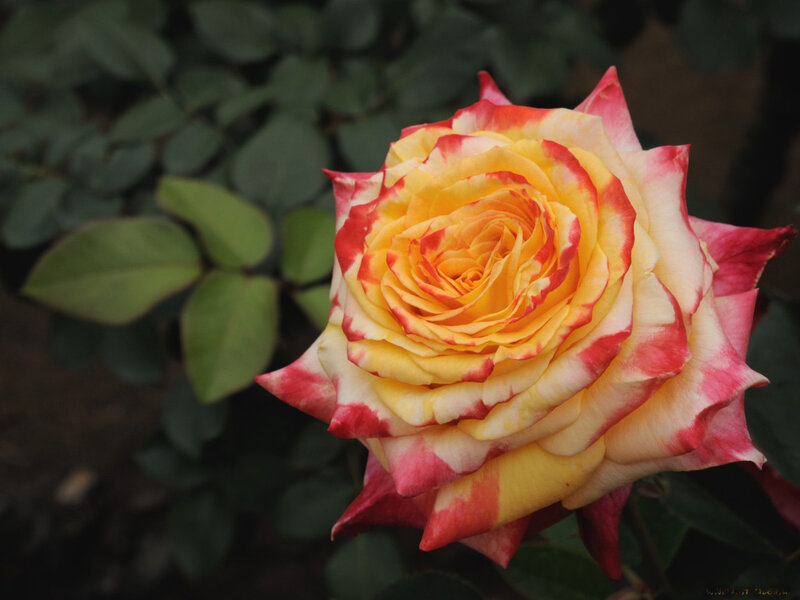 Yellow and Red Rose — Calm, Photograph, Green Leaves