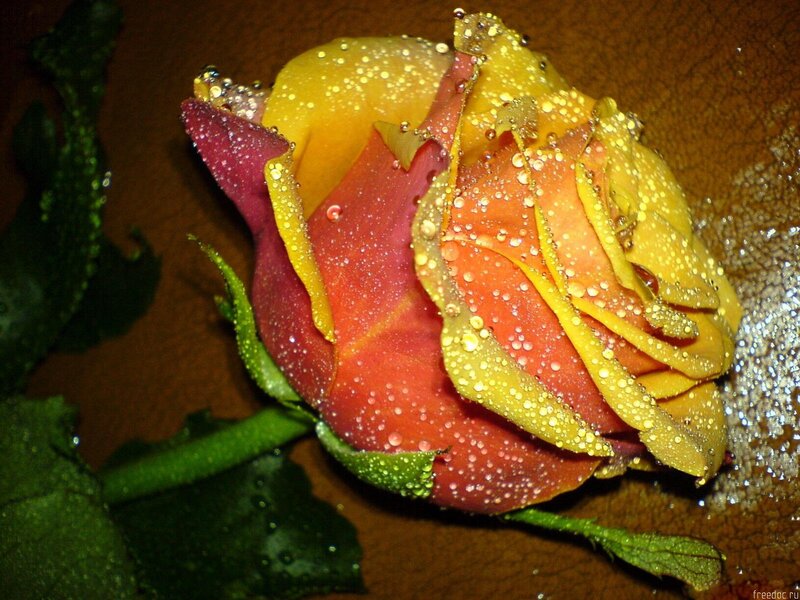 Yellow and Red Rose — Calm, Photograph, Petals