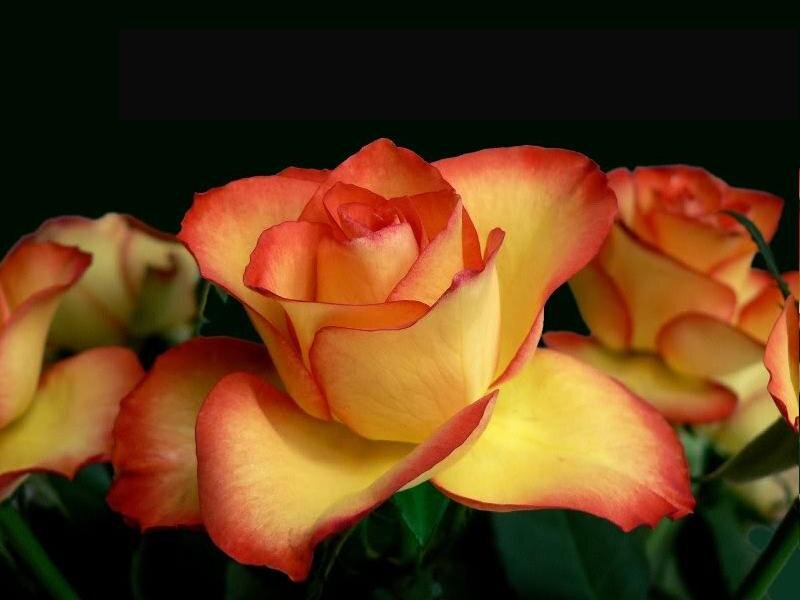 Yellow and Red Rose — Calm, Photograph