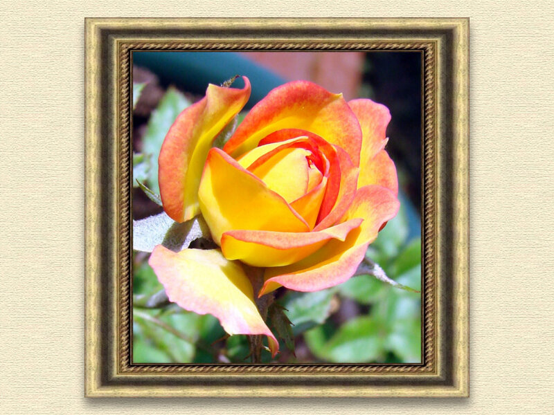Yellow and Red Rose — Calm