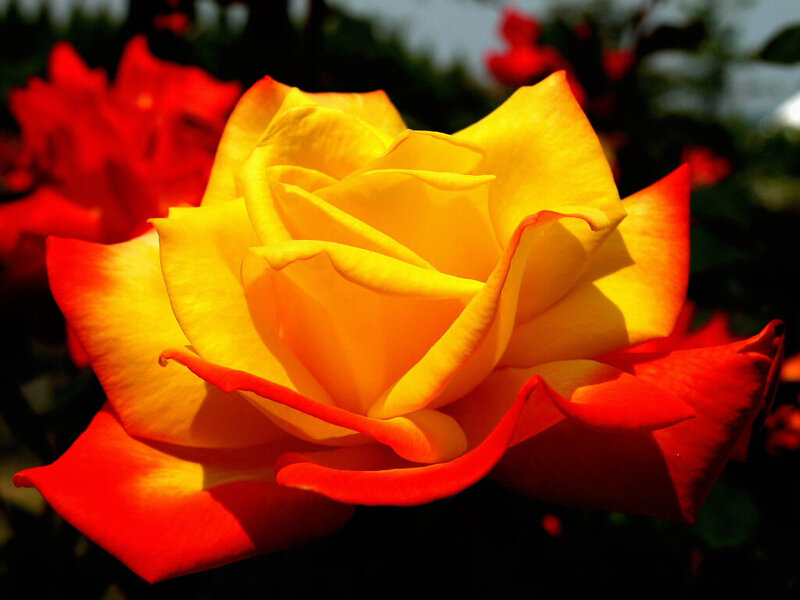 Yellow and Red Rose — Dramatic, Afternoon, Photograph