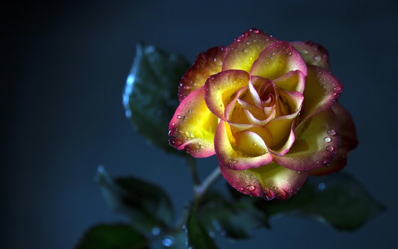 Yellow and Red Rose — Dramatic, Night, Photograph