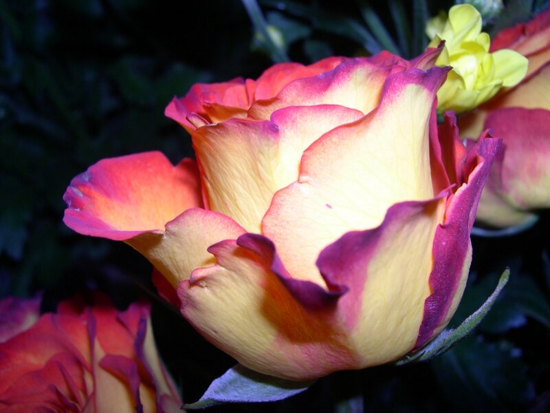 Yellow and Red Rose — Dramatic, Night
