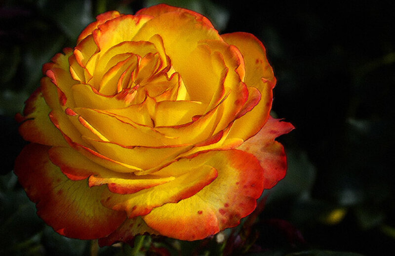Yellow and Red Rose — Dramatic, Photograph, Flower