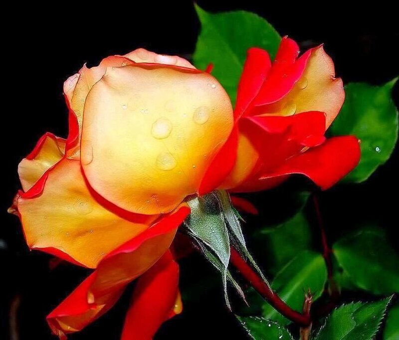 Yellow and Red Rose — Dramatic, Photograph, Green Leaves