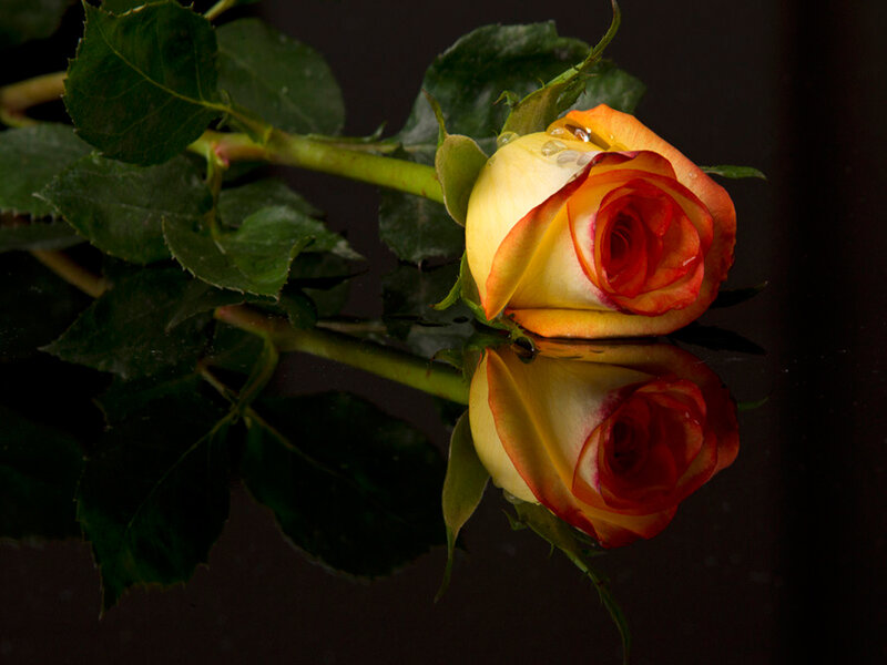 Yellow and Red Rose — Dramatic, Photograph, Leaf