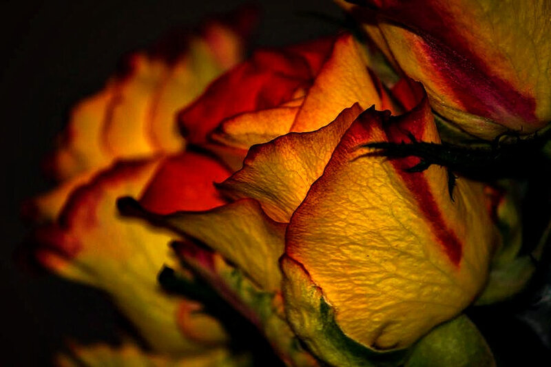 Yellow and Red Rose — Dramatic, Photograph, Petals, Dark Background