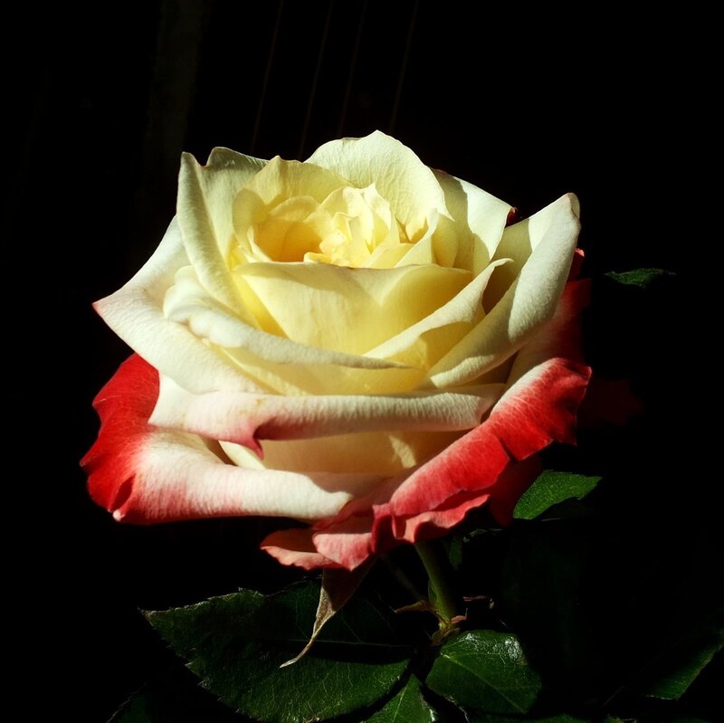Yellow and Red Rose — Dramatic, Photograph, Petals, Leaves