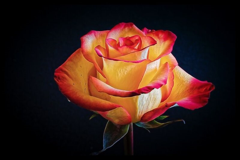 Yellow and Red Rose — Dramatic, Photograph, Petals, Stem, Dark Background