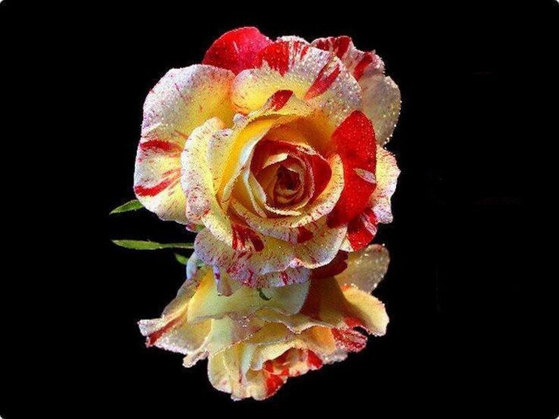 Yellow and Red Rose — Dramatic, Photograph, Petals, Stem, Drops