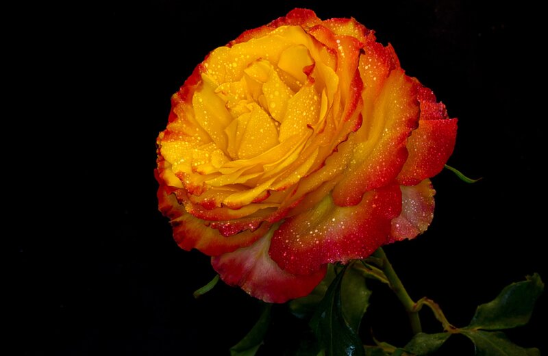 Yellow and Red Rose — Dramatic, Photograph, Petals, Stem, Leaves