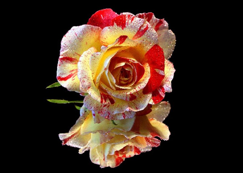Yellow and Red Rose — Dramatic, Photograph, Petals, Stem