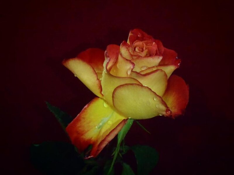 Yellow and Red Rose — Dramatic, Photograph, Petals