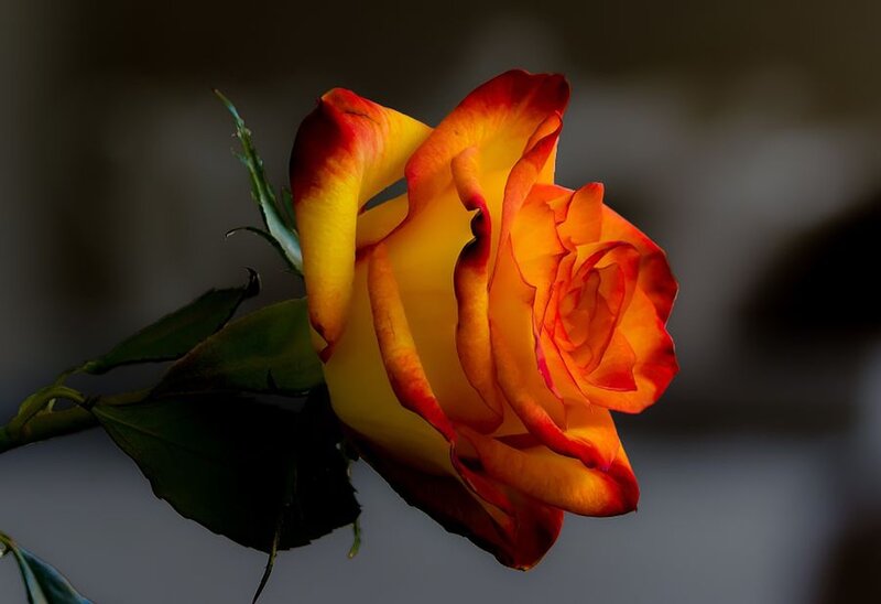 Yellow and Red Rose — Dramatic, Photograph, Stem, Leaf