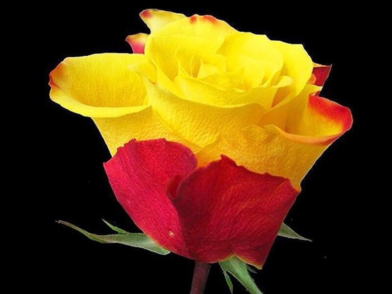 Yellow and Red Rose — Dramatic, Photograph, Stem